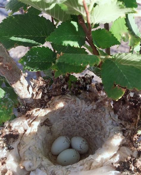麻雀在家筑巢风水 綠蛋白石